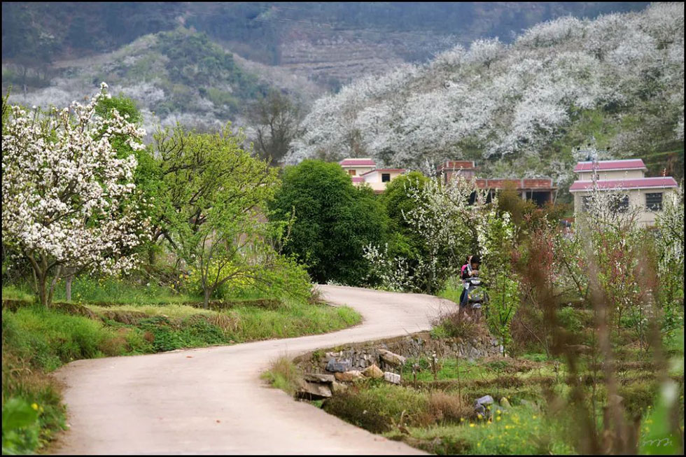 【春天，广西桂林灌阳县向您发出邀请！】我们在灌阳看梨花 - 游山玩水 - 柳州生活社区 - 柳州28生活网 liuzhou.28life.com