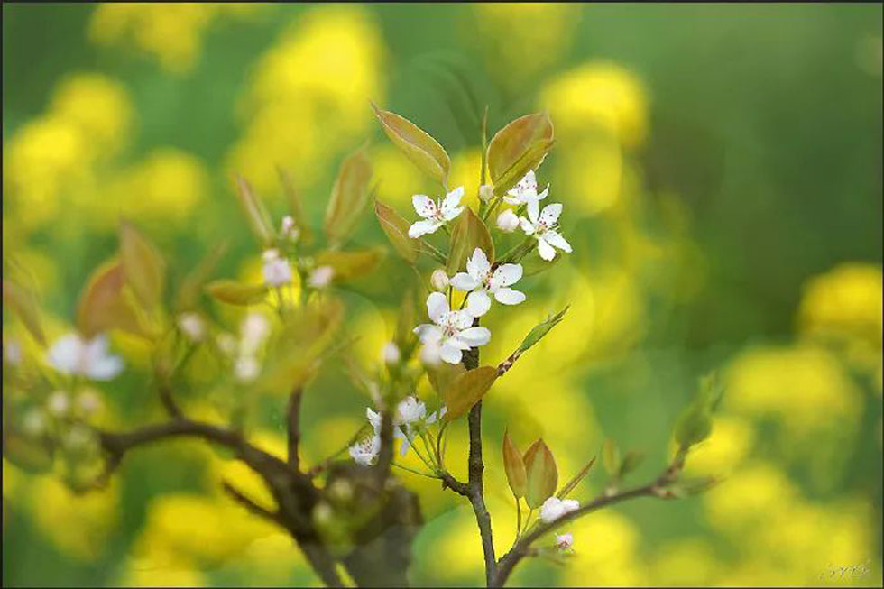 【春天，广西桂林灌阳县向您发出邀请！】我们在灌阳看梨花 - 游山玩水 - 柳州生活社区 - 柳州28生活网 liuzhou.28life.com