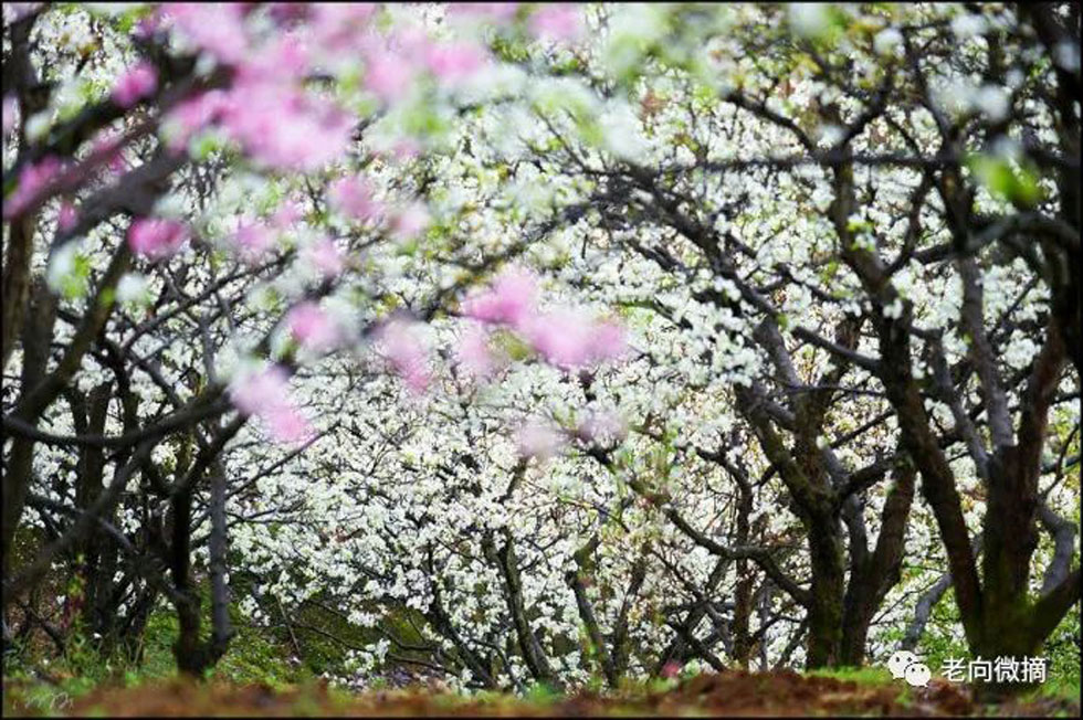 【春天，广西桂林灌阳县向您发出邀请！】我们在灌阳看梨花 - 游山玩水 - 柳州生活社区 - 柳州28生活网 liuzhou.28life.com