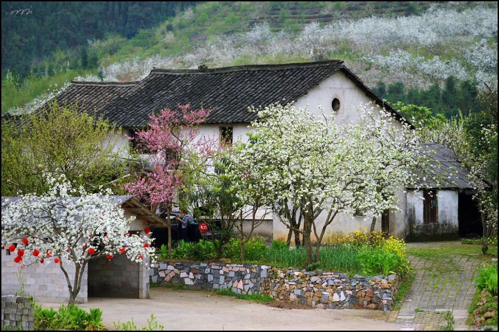 【春天，广西桂林灌阳县向您发出邀请！】我们在灌阳看梨花 - 游山玩水 - 柳州生活社区 - 柳州28生活网 liuzhou.28life.com