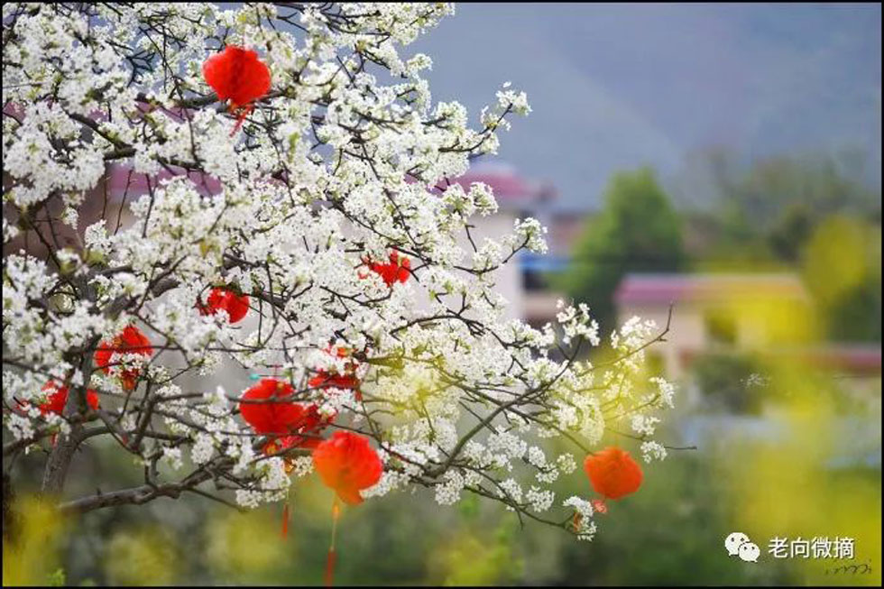 【春天，广西桂林灌阳县向您发出邀请！】我们在灌阳看梨花 - 游山玩水 - 柳州生活社区 - 柳州28生活网 liuzhou.28life.com