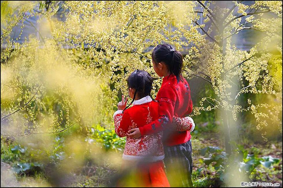 【春天,广西桂林灌阳县向您发出邀请!】米珠山前有片山苍子花在飘香 - 游山玩水 - 柳州生活社区 - 柳州28生活网 liuzhou.28life.com