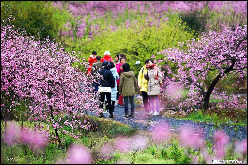 【春天,广西桂林灌阳县向您发出邀请!】官庄村有个醉美的桃花园 - 游山玩水 - 柳州生活社区 - 柳州28生活网 liuzhou.28life.com