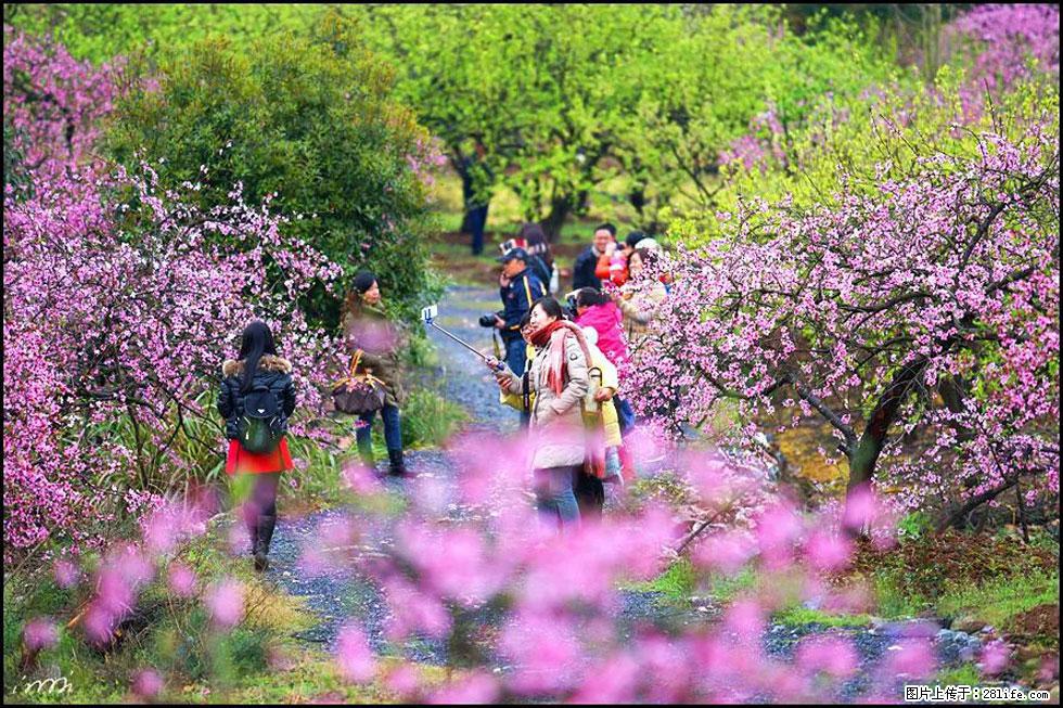 【春天,广西桂林灌阳县向您发出邀请!】官庄村有个醉美的桃花园 - 游山玩水 - 柳州生活社区 - 柳州28生活网 liuzhou.28life.com