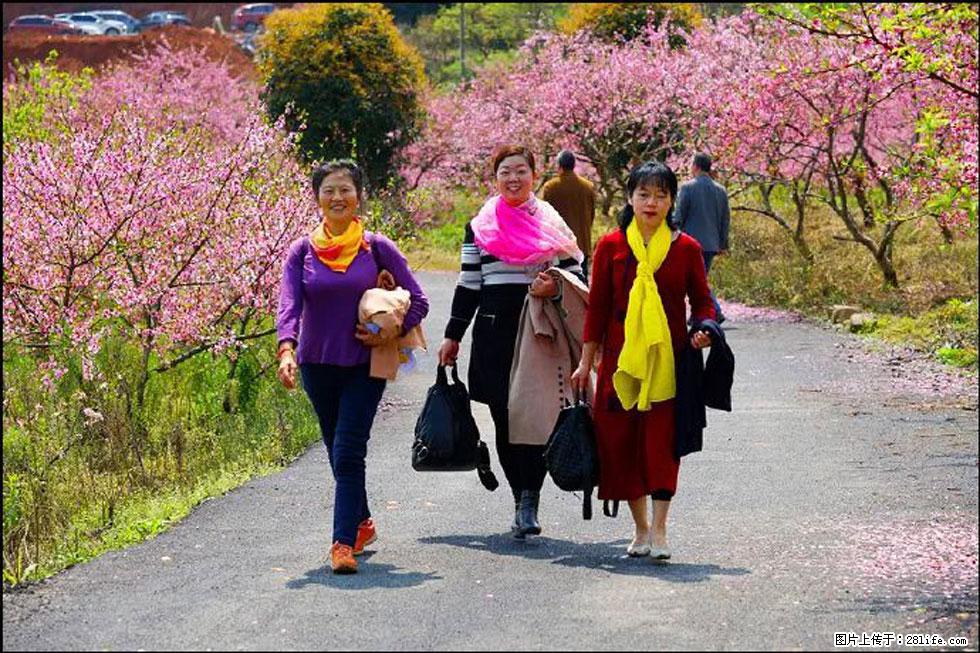 【春天,广西桂林灌阳县向您发出邀请!】官庄村有个醉美的桃花园 - 游山玩水 - 柳州生活社区 - 柳州28生活网 liuzhou.28life.com