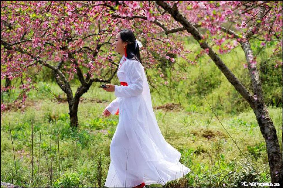 【春天,广西桂林灌阳县向您发出邀请!】官庄村有个醉美的桃花园 - 游山玩水 - 柳州生活社区 - 柳州28生活网 liuzhou.28life.com