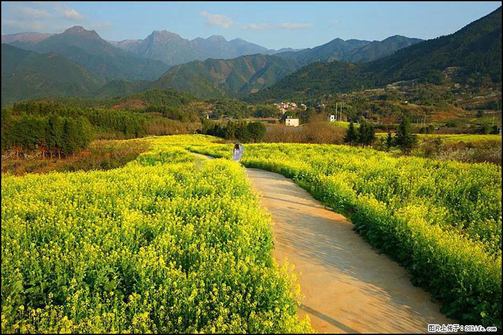 【春天,广西桂林灌阳县向您发出邀请!】长坪村油菜盛情花开 - 游山玩水 - 柳州生活社区 - 柳州28生活网 liuzhou.28life.com