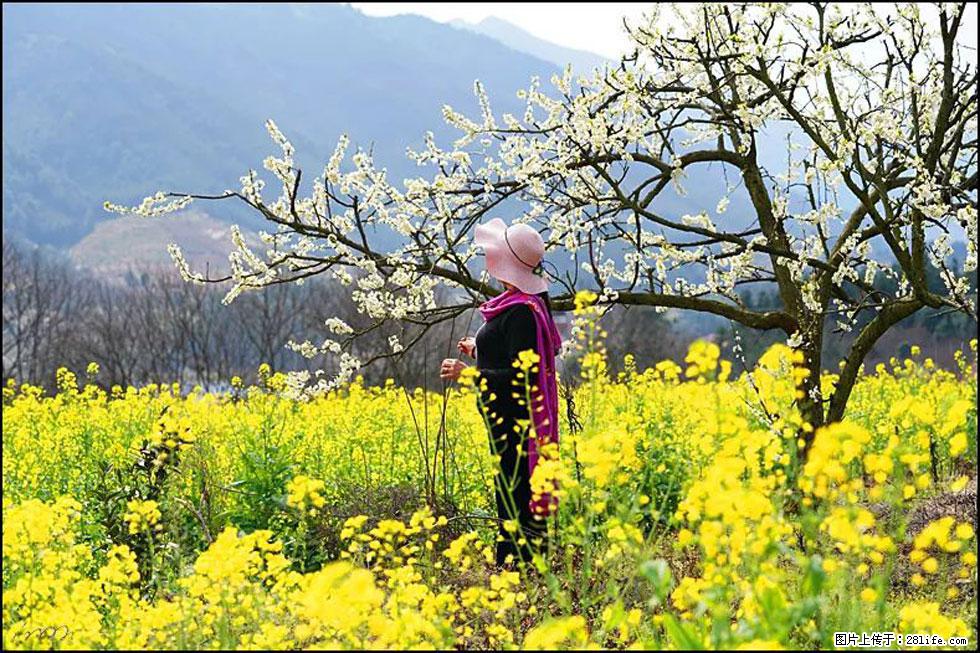【春天,广西桂林灌阳县向您发出邀请!】长坪村油菜盛情花开 - 游山玩水 - 柳州生活社区 - 柳州28生活网 liuzhou.28life.com
