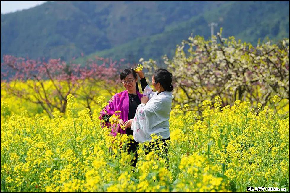 【春天,广西桂林灌阳县向您发出邀请!】长坪村油菜盛情花开 - 游山玩水 - 柳州生活社区 - 柳州28生活网 liuzhou.28life.com