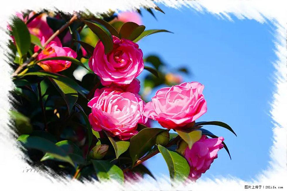 【春天,广西桂林灌阳县向您发出邀请!】杨柳井茶花惹人爱 - 游山玩水 - 柳州生活社区 - 柳州28生活网 liuzhou.28life.com