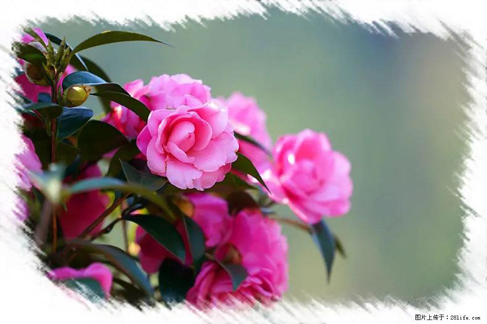 【春天,广西桂林灌阳县向您发出邀请!】杨柳井茶花惹人爱 - 游山玩水 - 柳州生活社区 - 柳州28生活网 liuzhou.28life.com