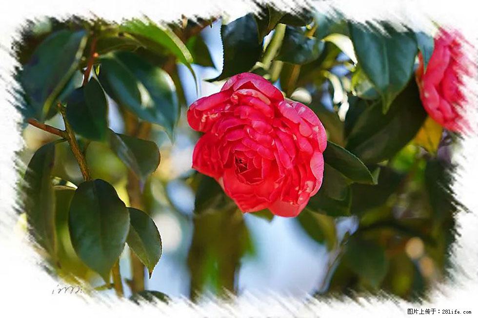 【春天,广西桂林灌阳县向您发出邀请!】杨柳井茶花惹人爱 - 游山玩水 - 柳州生活社区 - 柳州28生活网 liuzhou.28life.com
