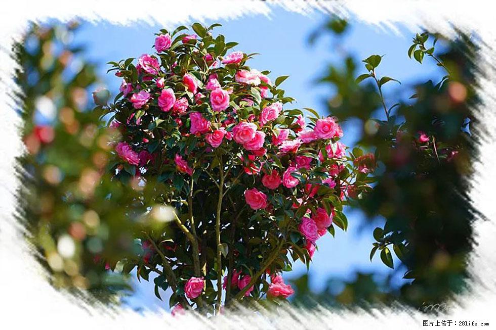 【春天,广西桂林灌阳县向您发出邀请!】杨柳井茶花惹人爱 - 游山玩水 - 柳州生活社区 - 柳州28生活网 liuzhou.28life.com