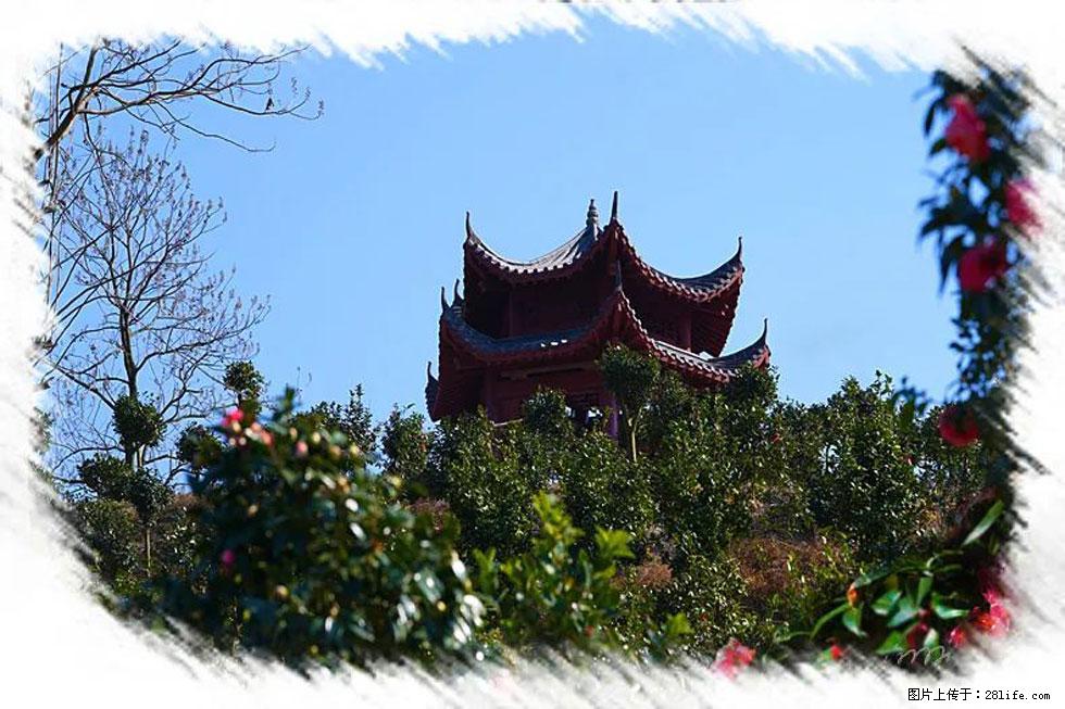 【春天,广西桂林灌阳县向您发出邀请!】杨柳井茶花惹人爱 - 游山玩水 - 柳州生活社区 - 柳州28生活网 liuzhou.28life.com