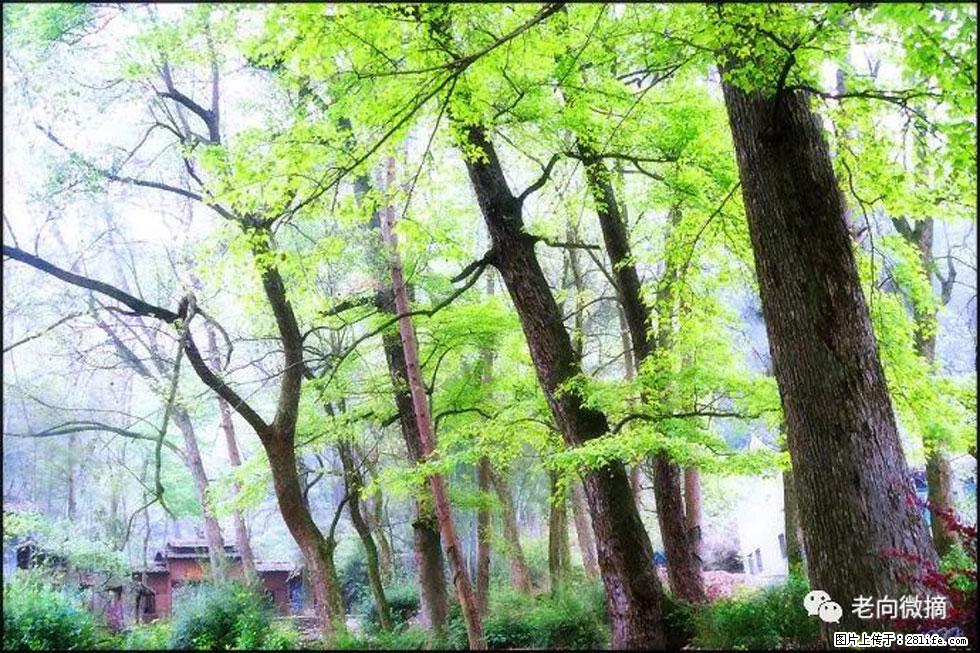 【春天，广西桂林灌阳县向您发出邀请！】在小龙村与春天约会 - 游山玩水 - 柳州生活社区 - 柳州28生活网 liuzhou.28life.com