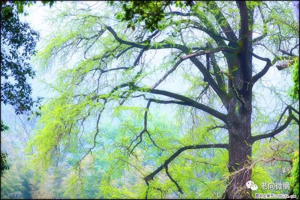 【春天，广西桂林灌阳县向您发出邀请！】在小龙村与春天约会 - 游山玩水 - 柳州生活社区 - 柳州28生活网 liuzhou.28life.com