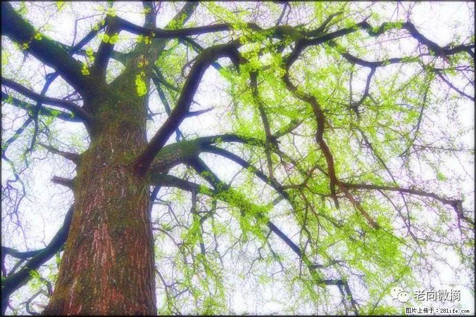 【春天，广西桂林灌阳县向您发出邀请！】在小龙村与春天约会 - 游山玩水 - 柳州生活社区 - 柳州28生活网 liuzhou.28life.com