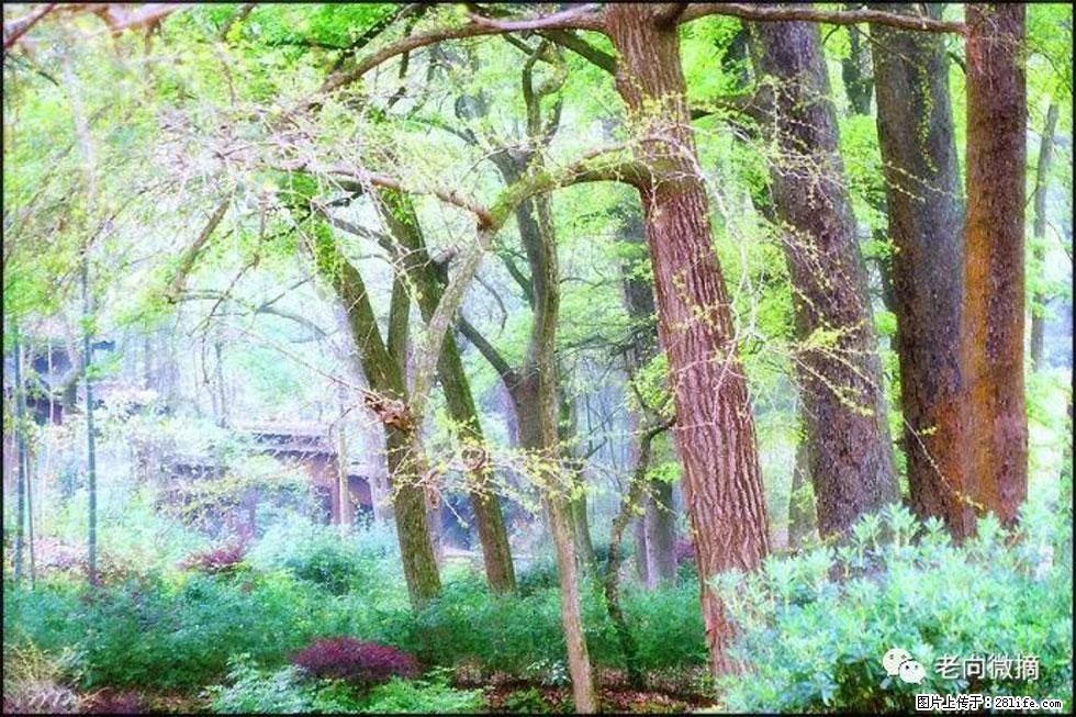 【春天，广西桂林灌阳县向您发出邀请！】在小龙村与春天约会 - 游山玩水 - 柳州生活社区 - 柳州28生活网 liuzhou.28life.com