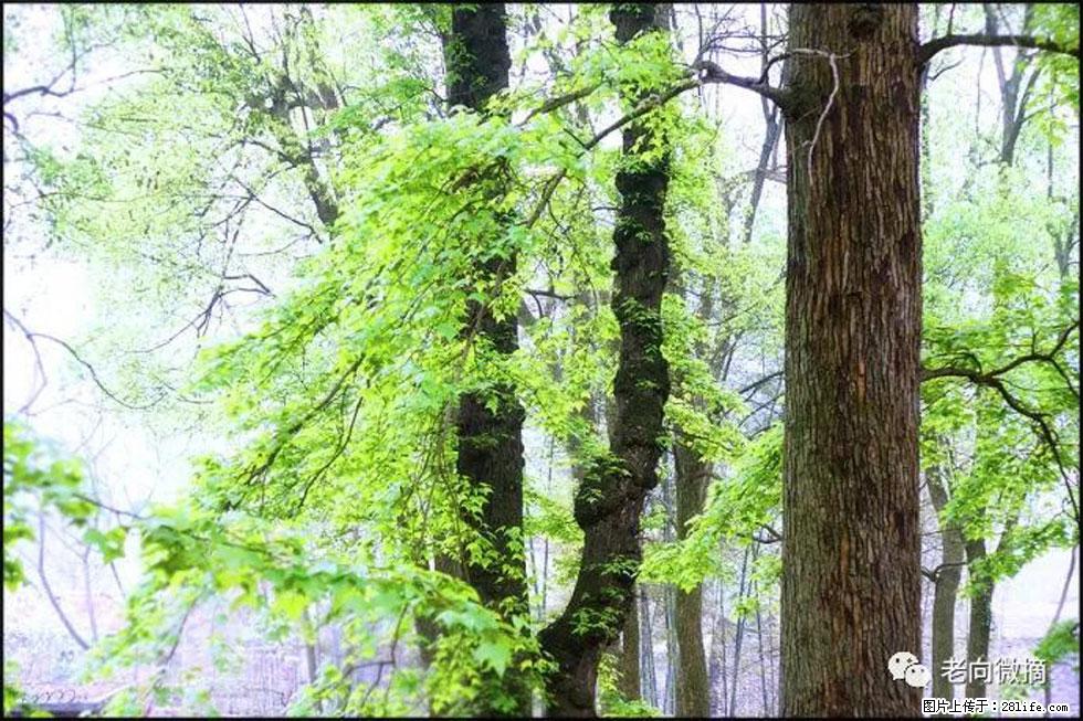 【春天，广西桂林灌阳县向您发出邀请！】在小龙村与春天约会 - 游山玩水 - 柳州生活社区 - 柳州28生活网 liuzhou.28life.com