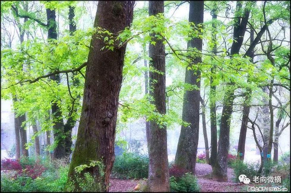 【春天，广西桂林灌阳县向您发出邀请！】在小龙村与春天约会 - 游山玩水 - 柳州生活社区 - 柳州28生活网 liuzhou.28life.com