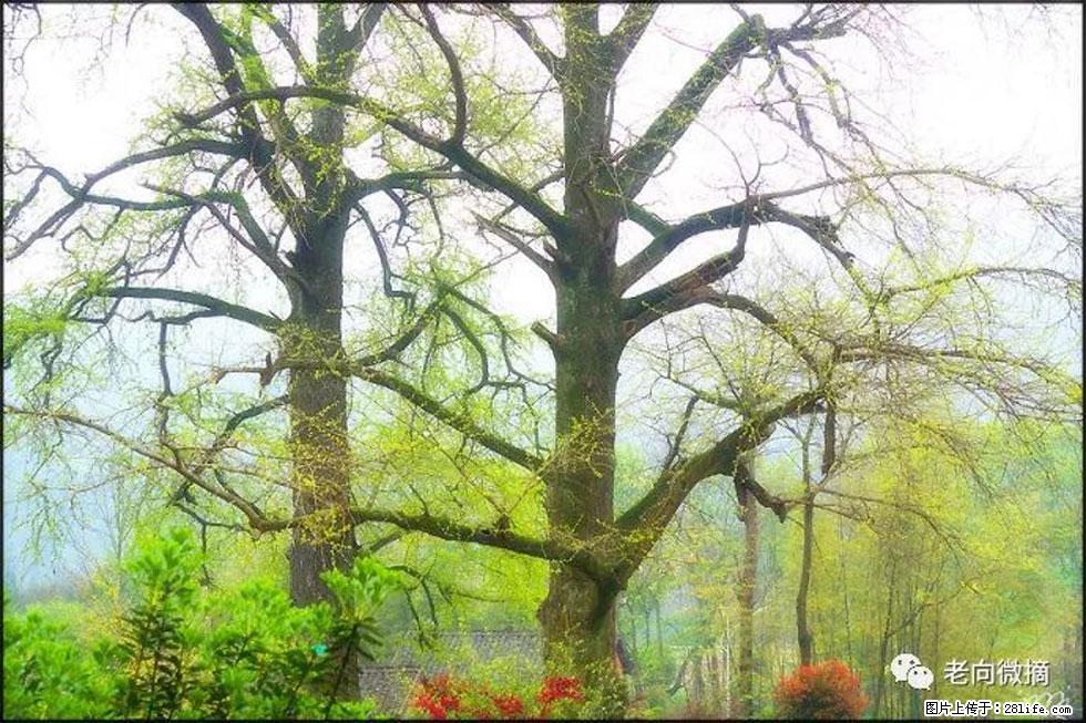 【春天，广西桂林灌阳县向您发出邀请！】在小龙村与春天约会 - 游山玩水 - 柳州生活社区 - 柳州28生活网 liuzhou.28life.com