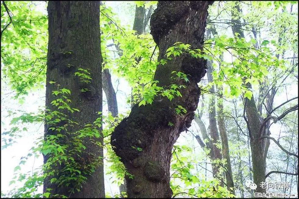 【春天，广西桂林灌阳县向您发出邀请！】在小龙村与春天约会 - 游山玩水 - 柳州生活社区 - 柳州28生活网 liuzhou.28life.com