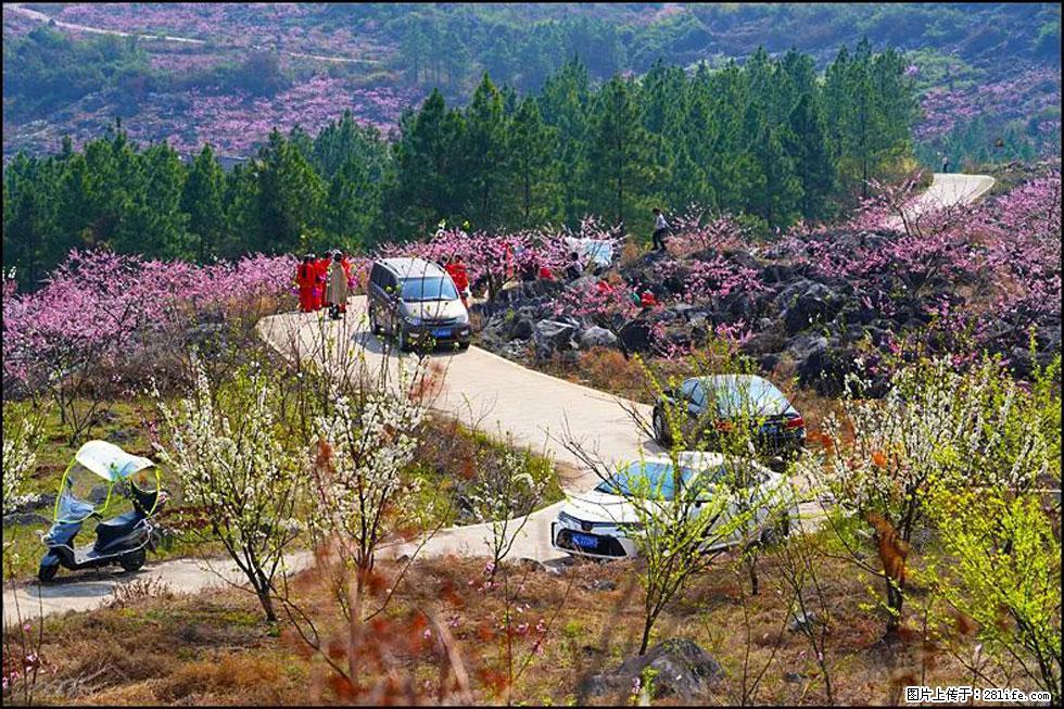 【春天，广西桂林灌阳县向您发出邀请！】望月岭上桃花开 - 游山玩水 - 柳州生活社区 - 柳州28生活网 liuzhou.28life.com