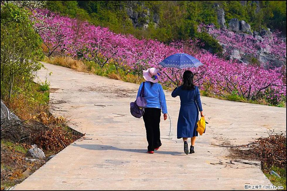 【春天，广西桂林灌阳县向您发出邀请！】望月岭上桃花开 - 游山玩水 - 柳州生活社区 - 柳州28生活网 liuzhou.28life.com