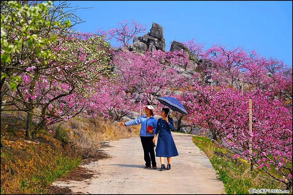 【春天，广西桂林灌阳县向您发出邀请！】望月岭上桃花开 - 游山玩水 - 柳州生活社区 - 柳州28生活网 liuzhou.28life.com