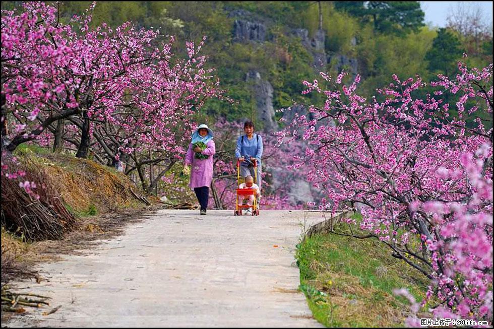 【春天，广西桂林灌阳县向您发出邀请！】望月岭上桃花开 - 游山玩水 - 柳州生活社区 - 柳州28生活网 liuzhou.28life.com