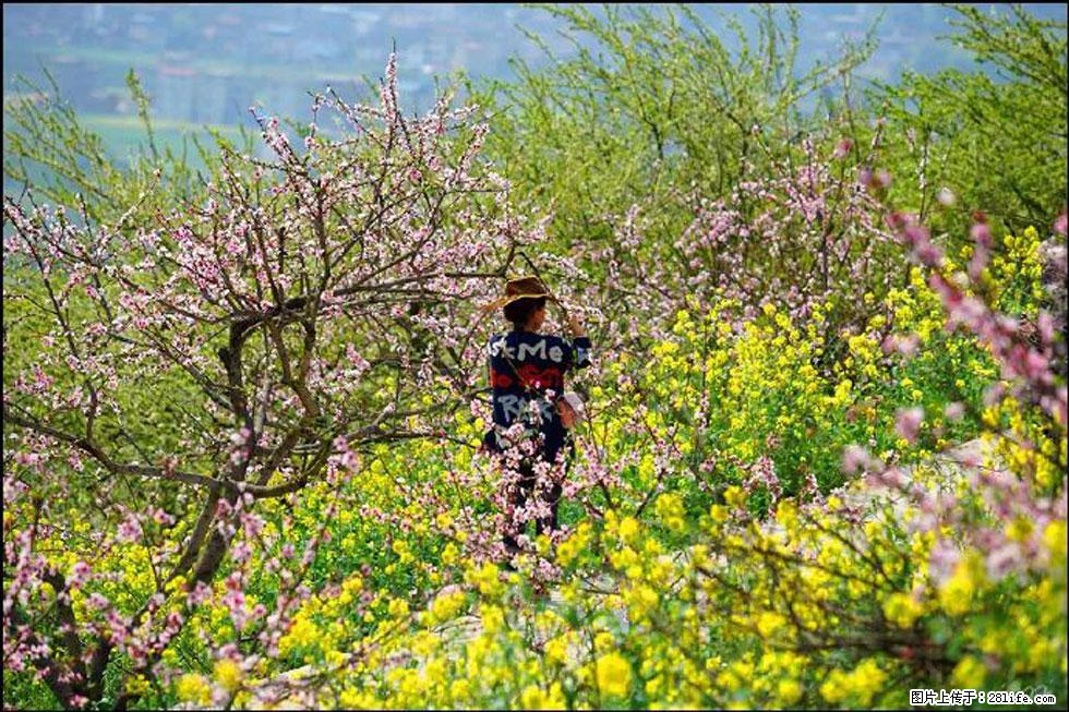 【春天，广西桂林灌阳县向您发出邀请！】望月岭上桃花开 - 游山玩水 - 柳州生活社区 - 柳州28生活网 liuzhou.28life.com