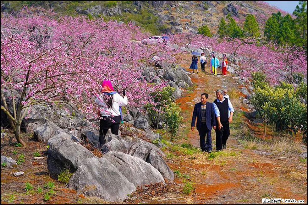【春天，广西桂林灌阳县向您发出邀请！】望月岭上桃花开 - 游山玩水 - 柳州生活社区 - 柳州28生活网 liuzhou.28life.com