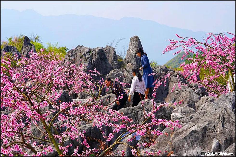 【春天，广西桂林灌阳县向您发出邀请！】望月岭上桃花开 - 游山玩水 - 柳州生活社区 - 柳州28生活网 liuzhou.28life.com