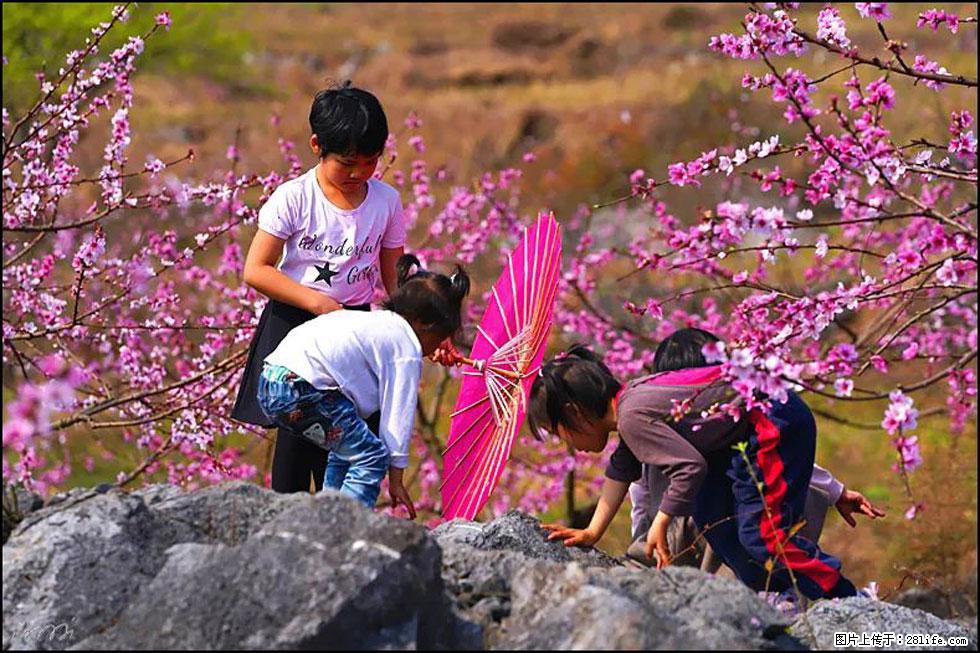 【春天，广西桂林灌阳县向您发出邀请！】望月岭上桃花开 - 游山玩水 - 柳州生活社区 - 柳州28生活网 liuzhou.28life.com
