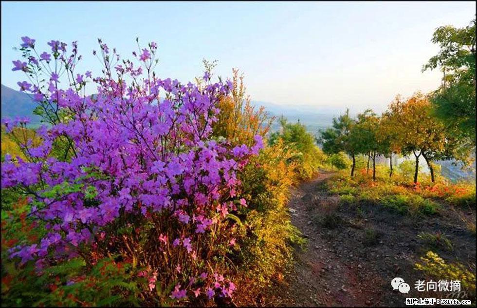 【春天，广西桂林灌阳县向您发出邀请！】登麒麟山，相约映山红 - 游山玩水 - 柳州生活社区 - 柳州28生活网 liuzhou.28life.com