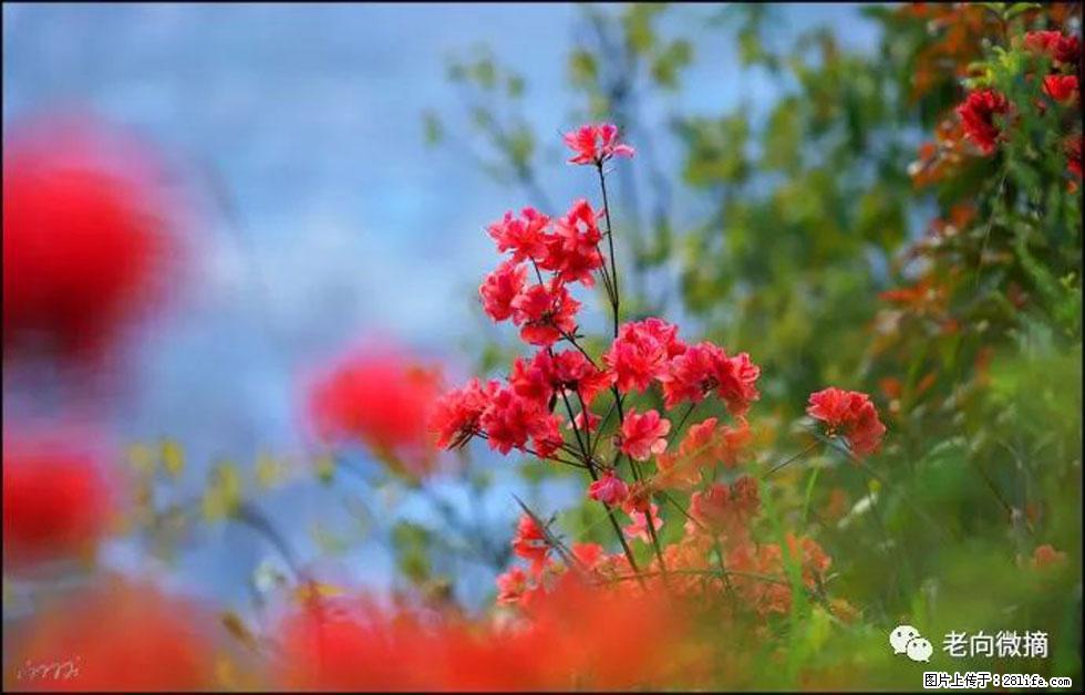 【春天，广西桂林灌阳县向您发出邀请！】登麒麟山，相约映山红 - 游山玩水 - 柳州生活社区 - 柳州28生活网 liuzhou.28life.com