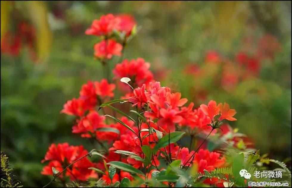 【春天，广西桂林灌阳县向您发出邀请！】登麒麟山，相约映山红 - 游山玩水 - 柳州生活社区 - 柳州28生活网 liuzhou.28life.com