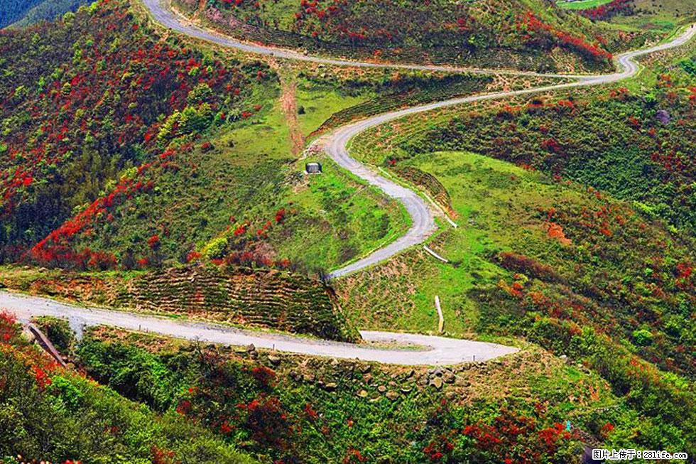 【春天，广西桂林灌阳县向您发出邀请！】春木界上映山红 - 游山玩水 - 柳州生活社区 - 柳州28生活网 liuzhou.28life.com