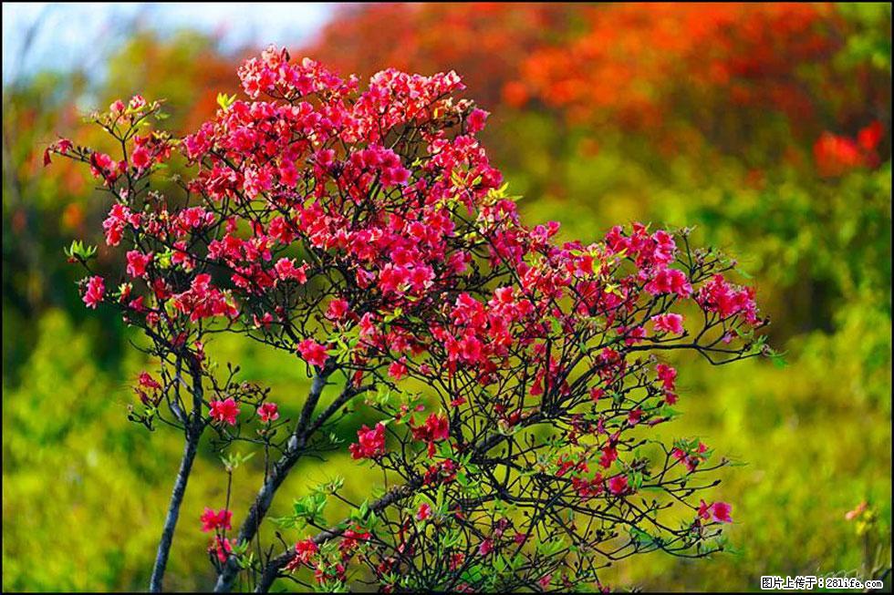 【春天，广西桂林灌阳县向您发出邀请！】春木界上映山红 - 游山玩水 - 柳州生活社区 - 柳州28生活网 liuzhou.28life.com