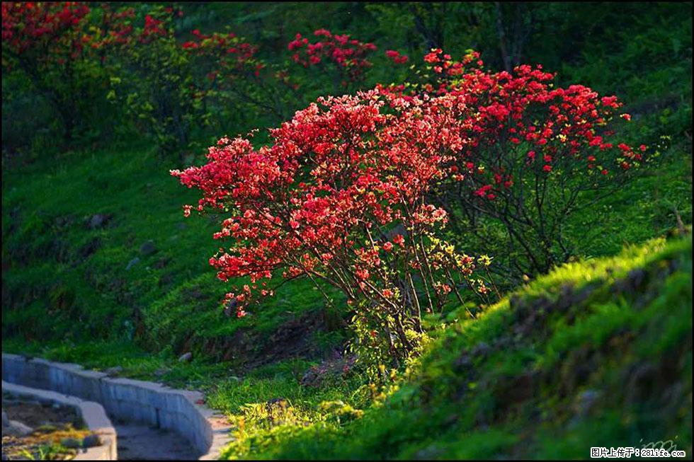 【春天，广西桂林灌阳县向您发出邀请！】春木界上映山红 - 游山玩水 - 柳州生活社区 - 柳州28生活网 liuzhou.28life.com