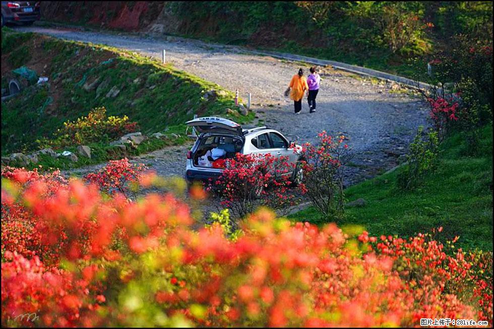 【春天，广西桂林灌阳县向您发出邀请！】春木界上映山红 - 游山玩水 - 柳州生活社区 - 柳州28生活网 liuzhou.28life.com