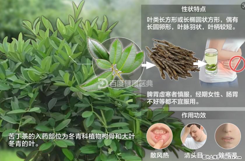 苦丁茶有哪些功效和作用 - 生活百科 - 柳州生活社区 - 柳州28生活网 liuzhou.28life.com