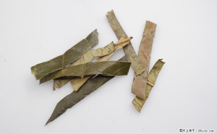苦丁茶有哪些功效和作用 - 生活百科 - 柳州生活社区 - 柳州28生活网 liuzhou.28life.com