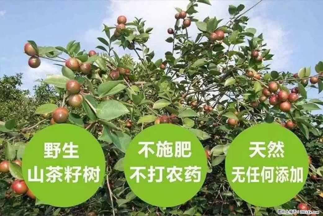 【灌阳县油茶产业示范区】一个有着充实的精神生活的人,对待身外之物自会有一种淡泊的态度 - 美食天地 - 柳州生活社区 - 柳州28生活网 liuzhou.28life.com