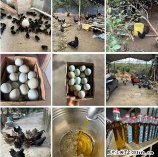 油茶园从小鸡仔开始养起的纯土鸡、土鸡蛋可以预定啦!还有前几天刚榨的纯山茶油哦 - 柳州28生活网 liuzhou.28life.com