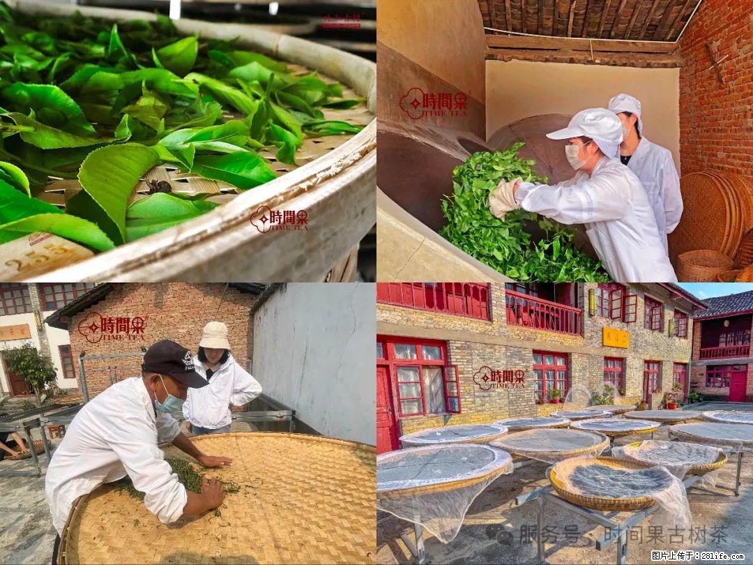 时间果百年古树龙珠普洱生茶 - 购物交流 - 柳州生活社区 - 柳州28生活网 liuzhou.28life.com