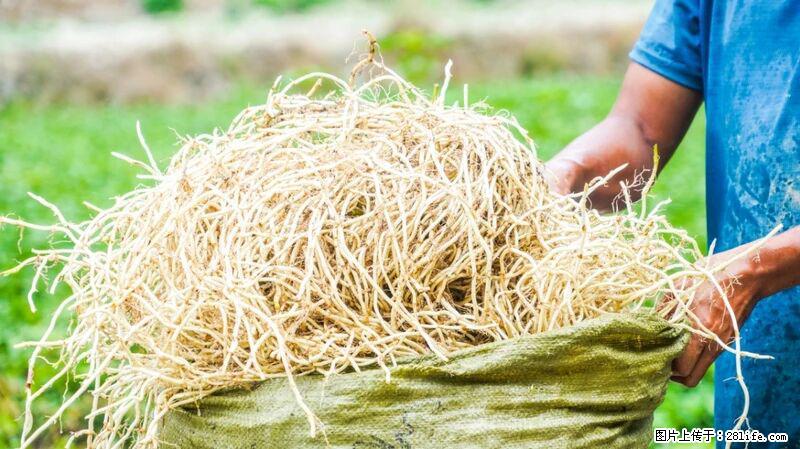 堪称“最难吃”的蔬菜,却是 “抗辐射神器”,还能护肺、清热、止咳化痰! - 柳州生活资讯 - 柳州28生活网 liuzhou.28life.com