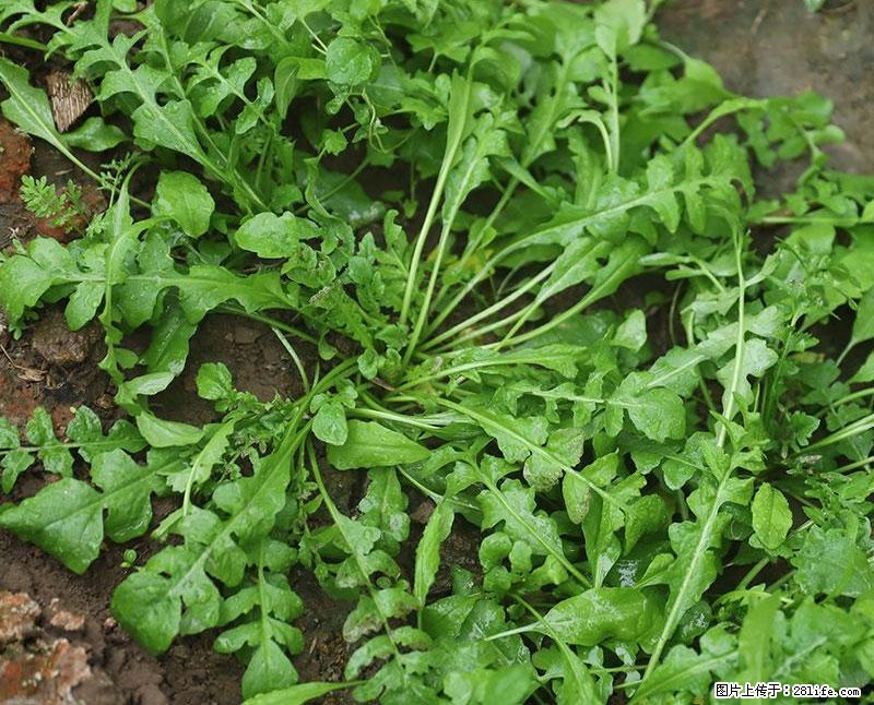 这些蔬菜是“天然钙片”，这6种被医生重点推荐 - 柳州生活资讯 - 柳州28生活网 liuzhou.28life.com