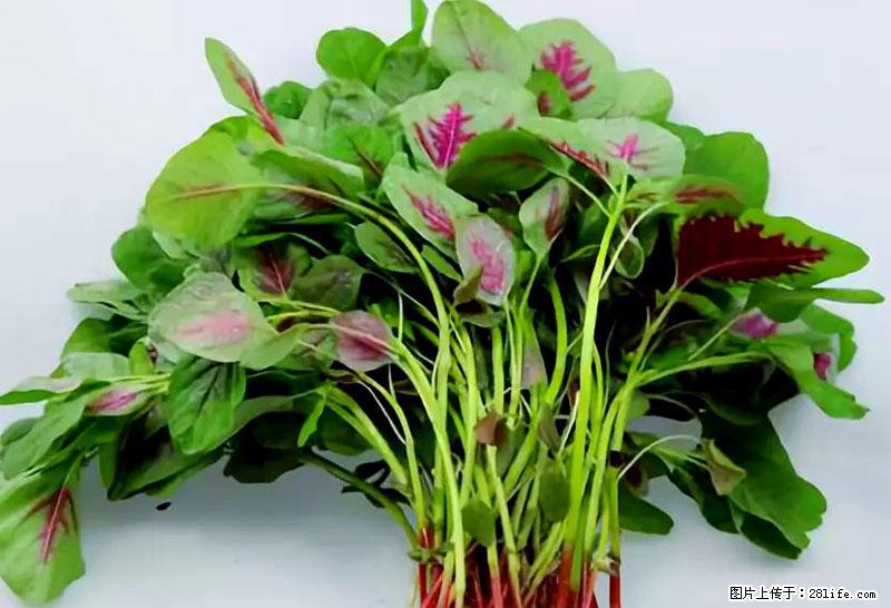 这些蔬菜是“天然钙片”，这6种被医生重点推荐 - 柳州生活资讯 - 柳州28生活网 liuzhou.28life.com