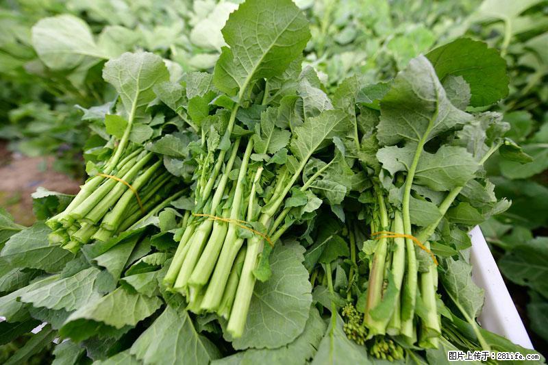 这些蔬菜是“天然钙片”，这6种被医生重点推荐 - 柳州生活资讯 - 柳州28生活网 liuzhou.28life.com